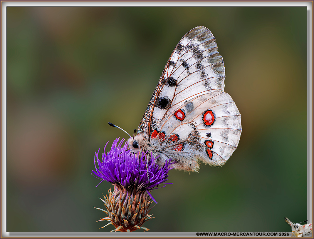 Apollon